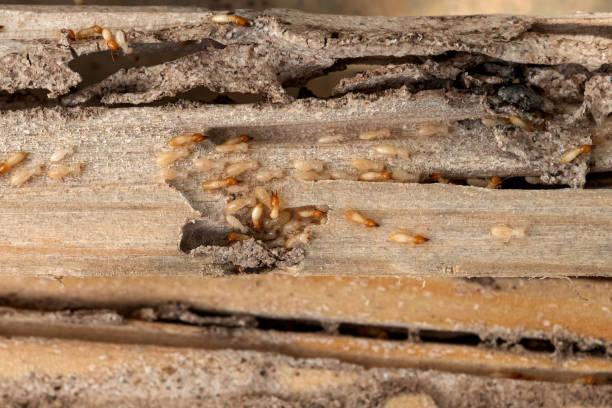 Best Affordable Pest Control Services  in Cascade Chipita Park, CO